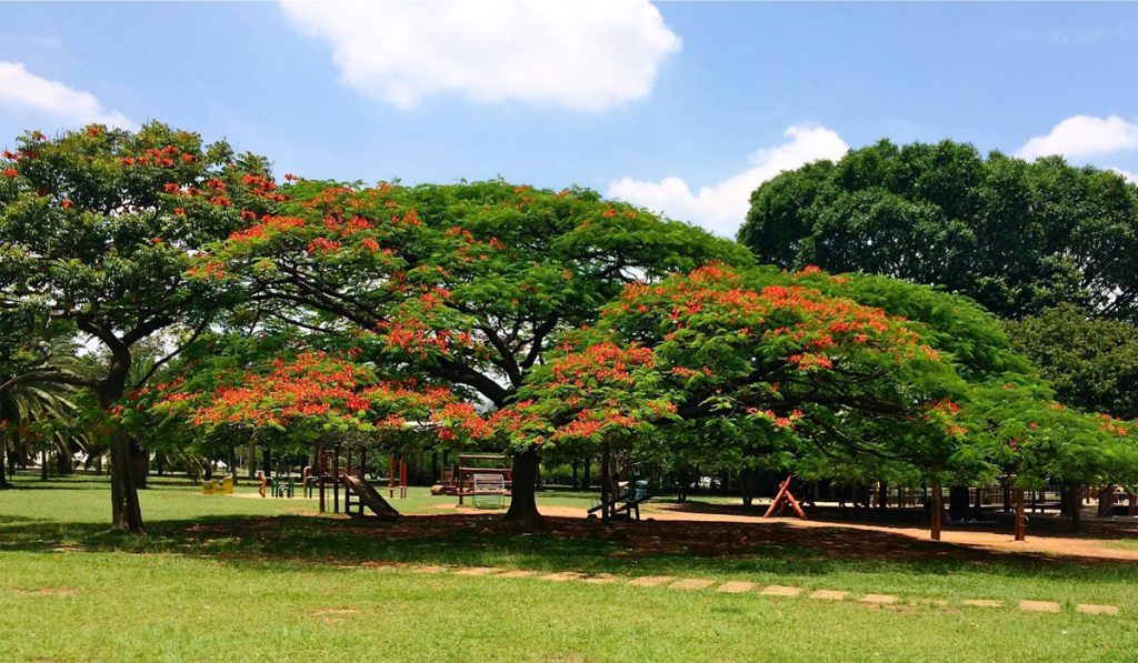 Parque urbano arborizado com destaque para o flamboyant
