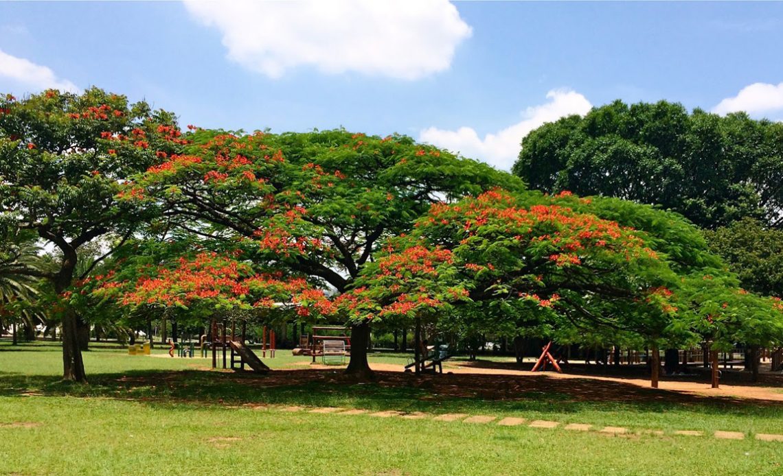 Parque urbano arborizado com destaque para o flamboyant