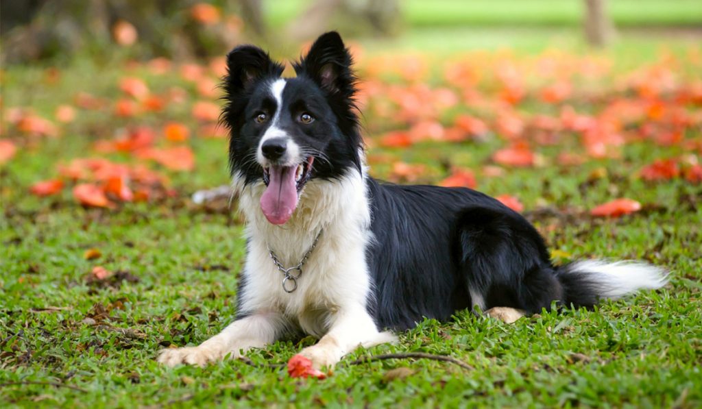 Border Collie deitado na grama