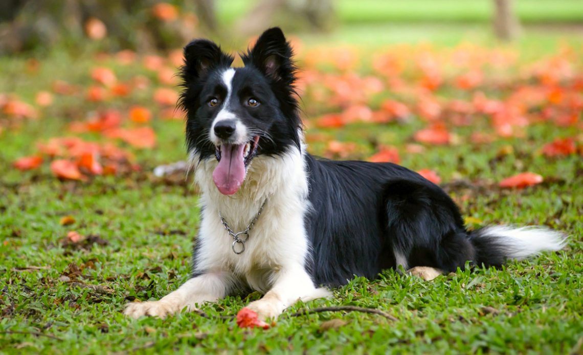 Border Collie deitado na grama