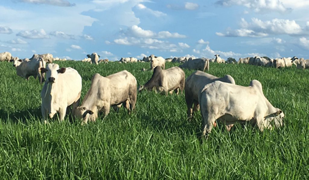 Bovinos em terminação a pasto