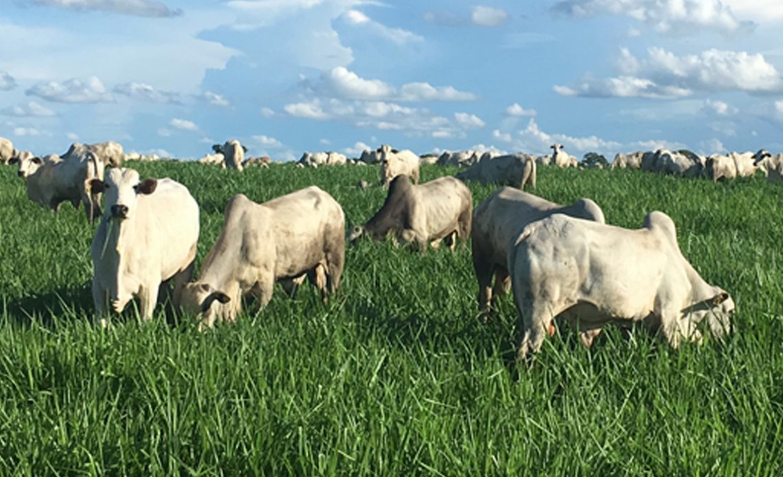 Bovinos em terminação a pasto