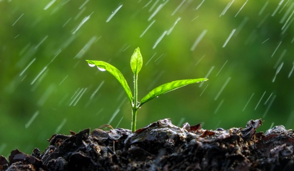 Terra sendo molhada pela chuva
