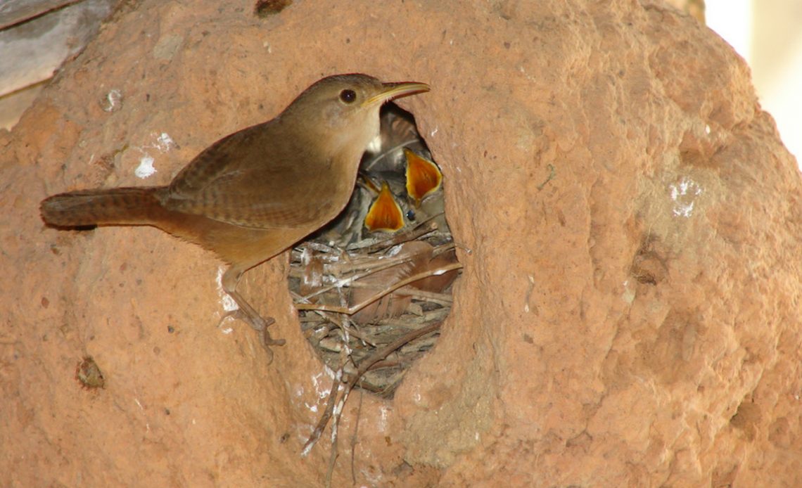 Corruíra ou cambaxirra (Troglodytes musculus)