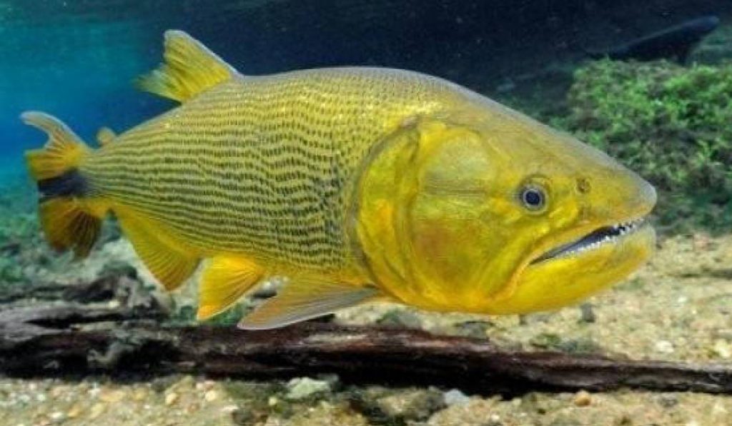 Dourado (Salminus brasiliensis antigo Salminus maxillosus)