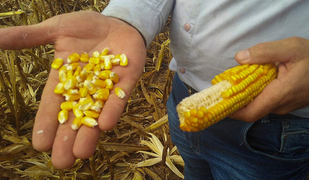 Técnico avaliando a qualidade dos grãos de milho antes da colheita