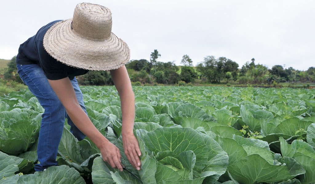 Olericultora na plantação