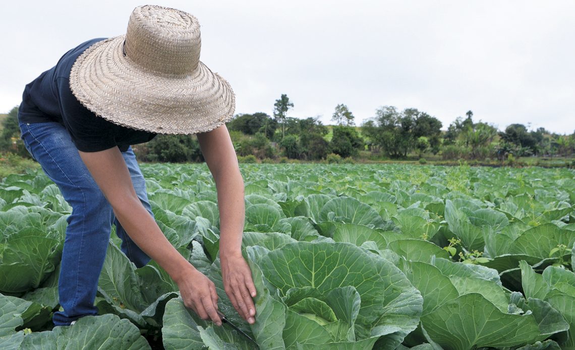 Olericultora na plantação