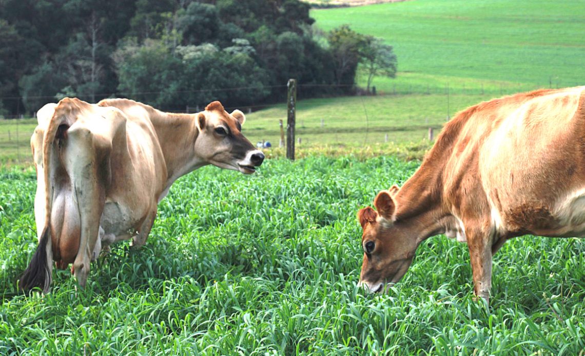 Vacas Jersey pastando em piquetes rotacionados