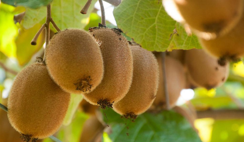 Cultivo de kiwis