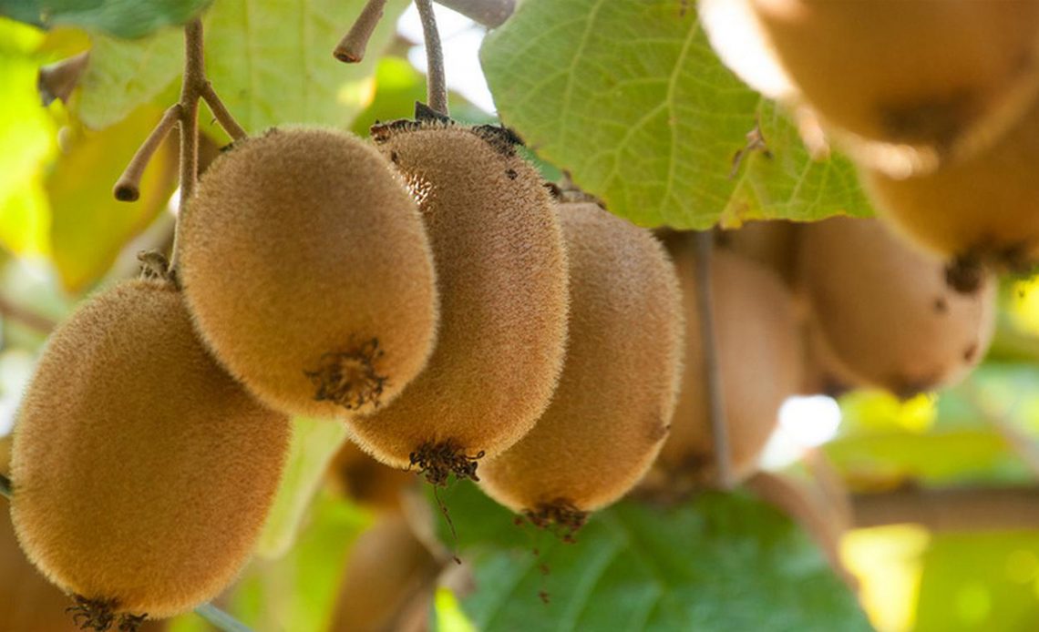 Cultivo de kiwis