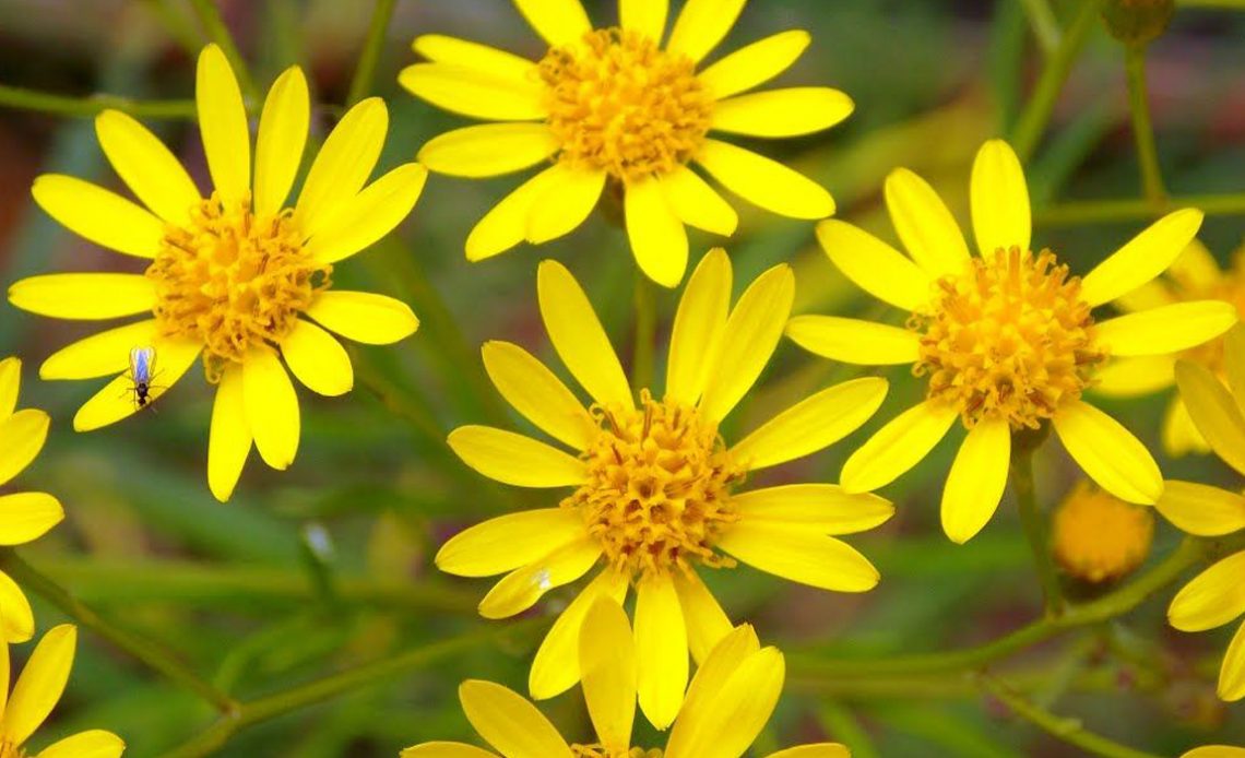 Maria-mole (Senecio brasiliensis)