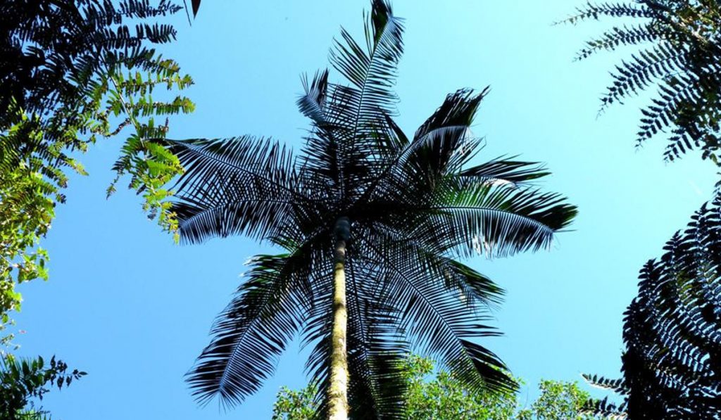 Palmito Juçara (Euterpe edulis) com visão pela parte inferioir da copa