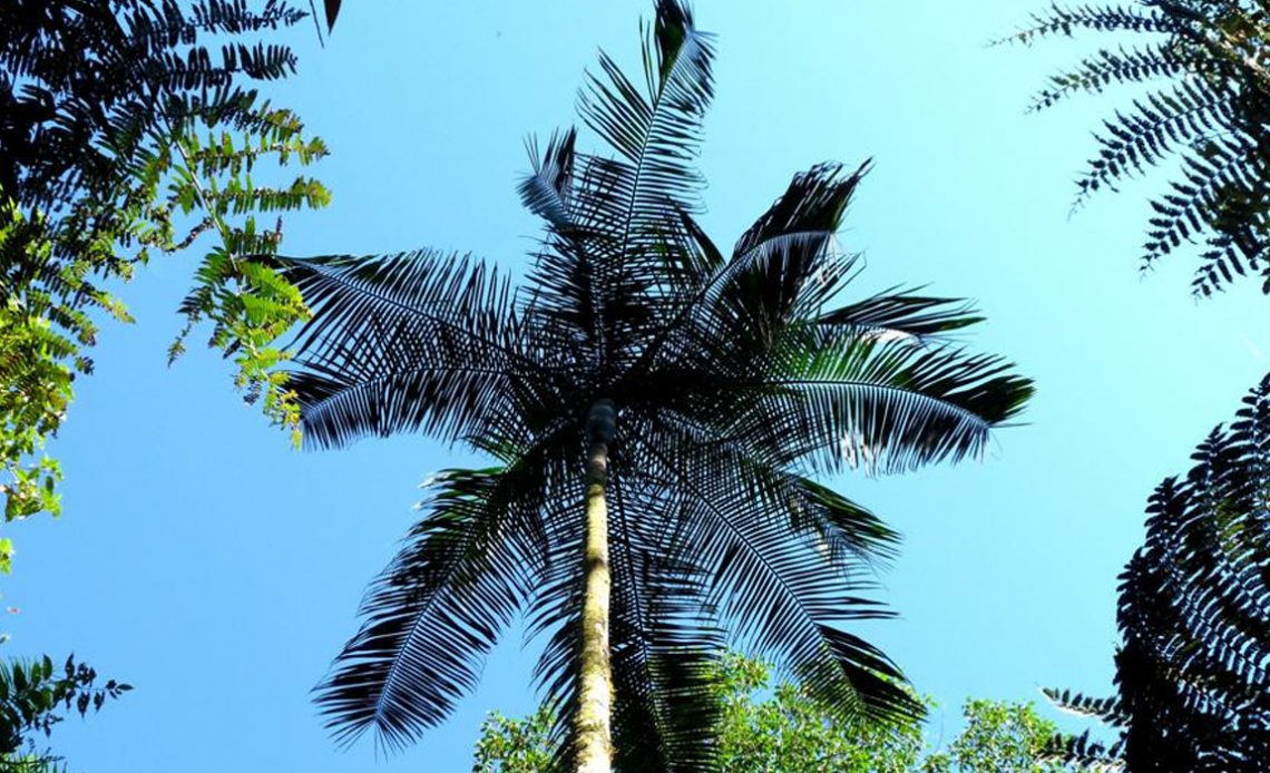 Palmito Juçara (Euterpe edulis) com visão pela parte inferioir da copa