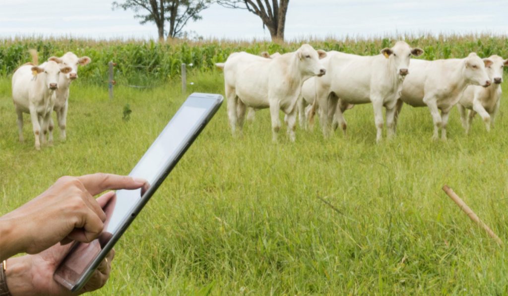 Pecuarista controlando seu rebanho com o auxílio do smartphone