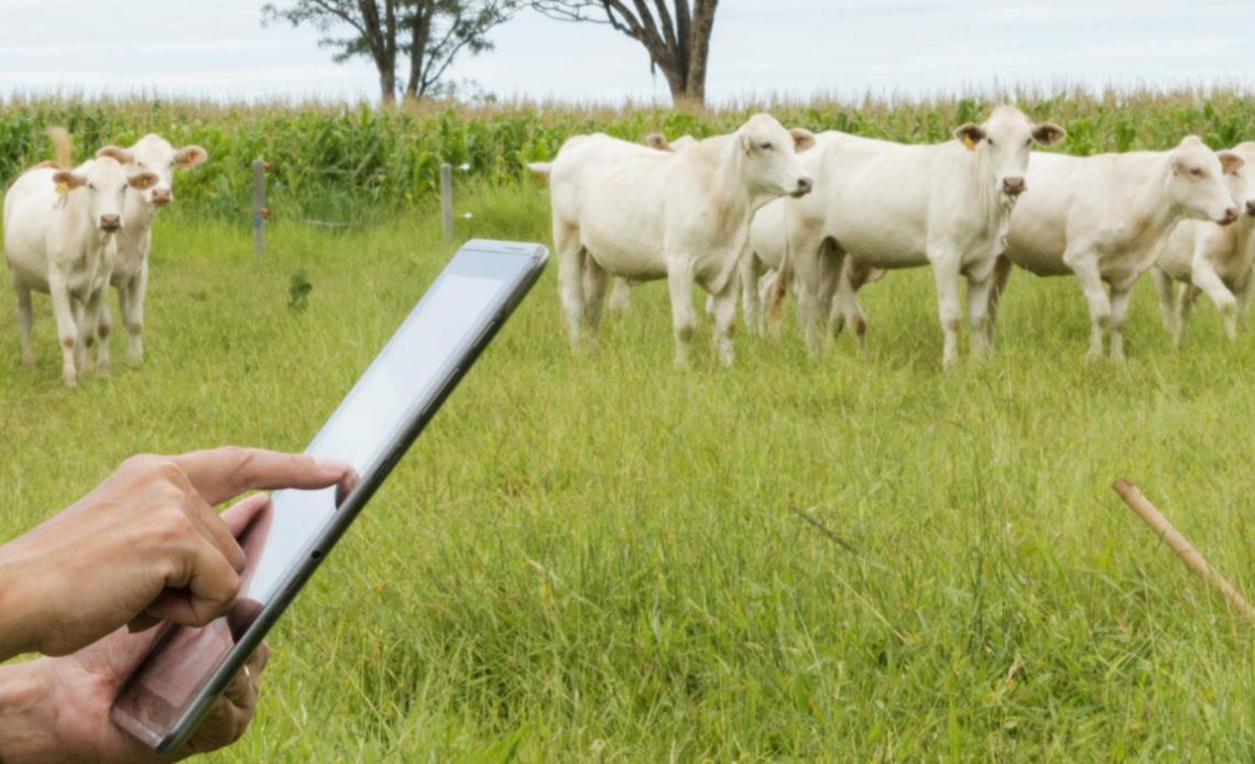 Pecuarista controlando seu rebanho com o auxílio do smartphone