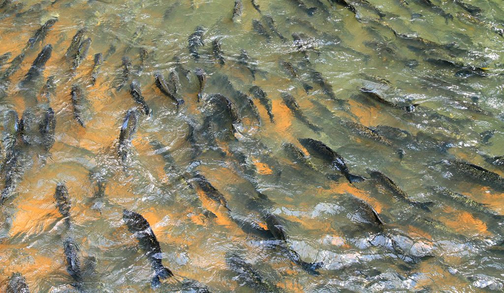 Peixes na piracema