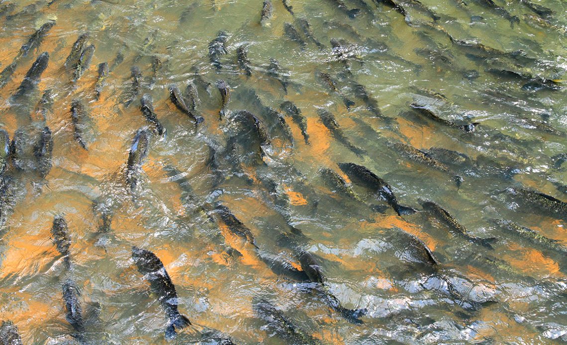 Peixes na piracema