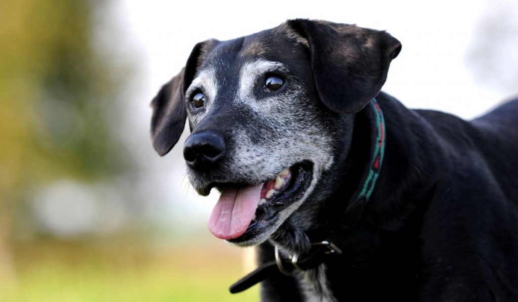 Cão sem raça definida idoso