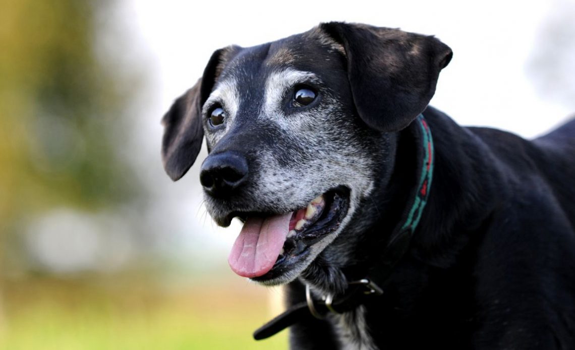 Cão sem raça definida idoso