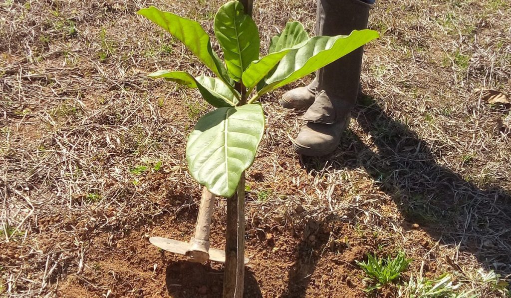 Produtor rural plantando uma muda de espécie nativa