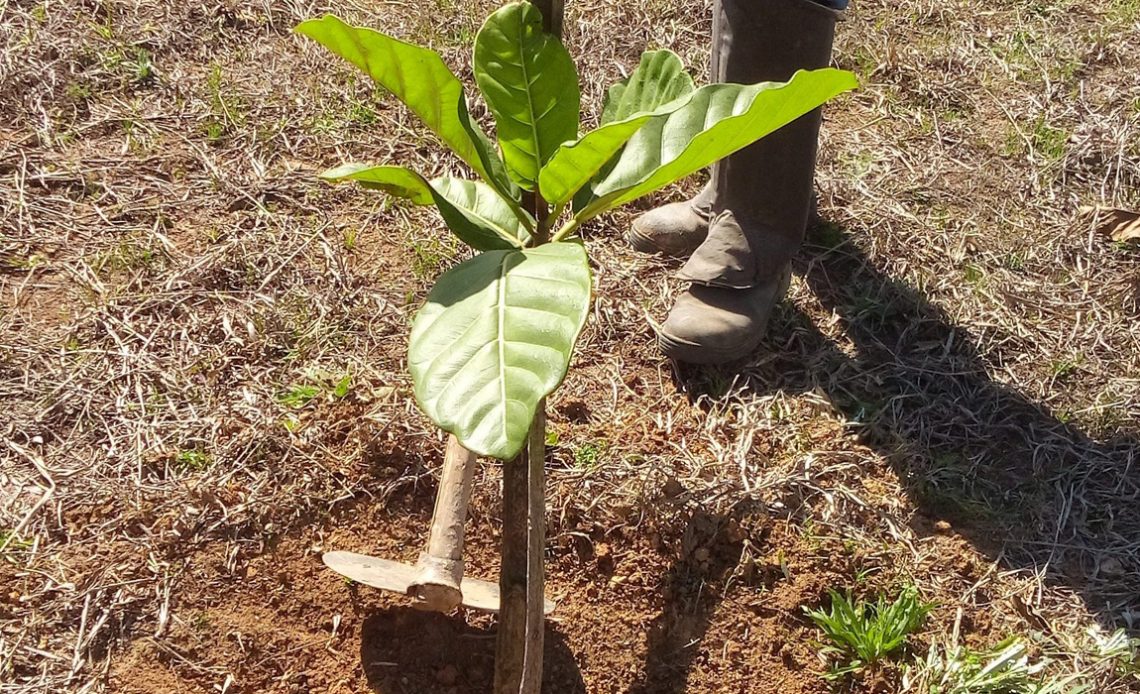 Produtor rural plantando uma muda de espécie nativa