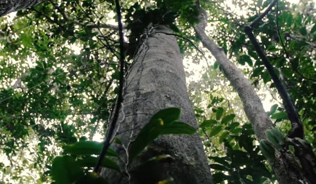 Interior da floresta nativa