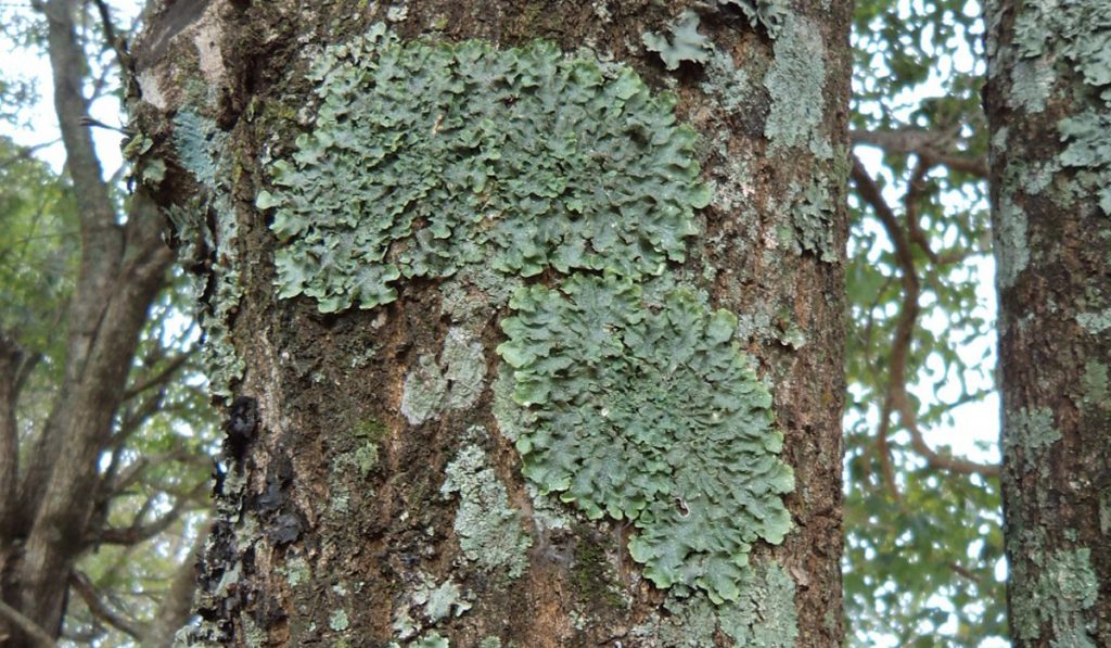 Liquens são excelentes bioindicadores da qualidade ambiental