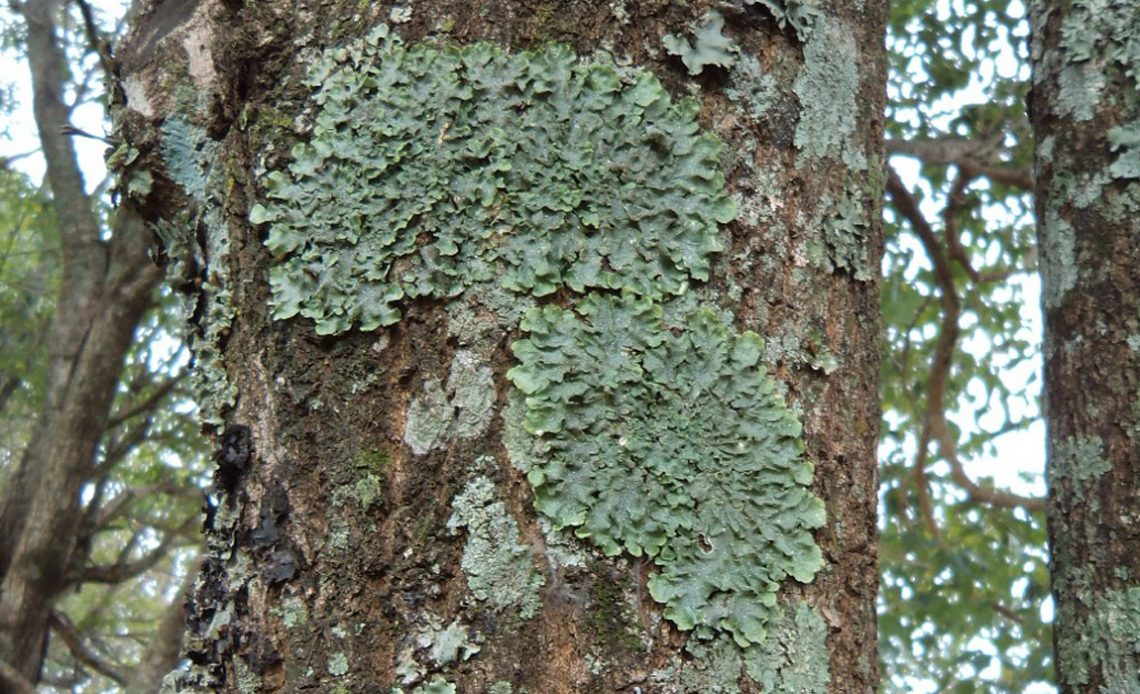 Liquens são excelentes bioindicadores da qualidade ambiental