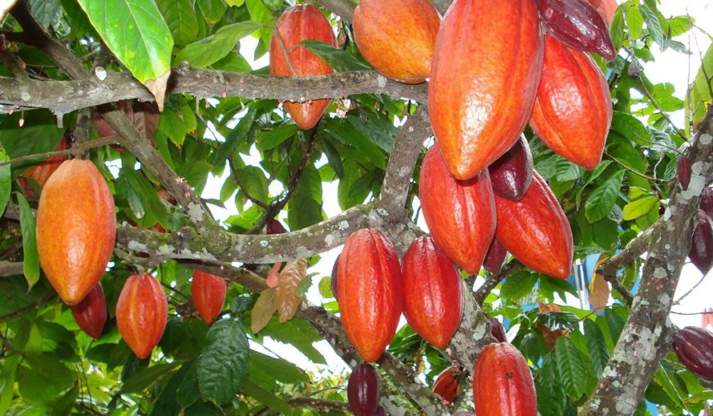 Cacaueiro carregado com frutos maduros