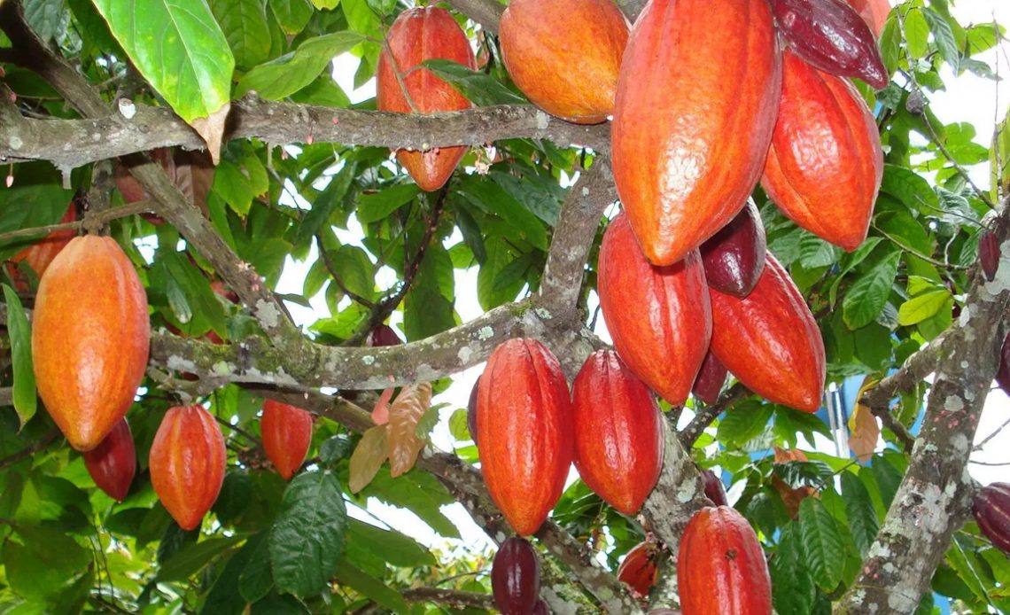 Cacaueiro carregado com frutos maduros