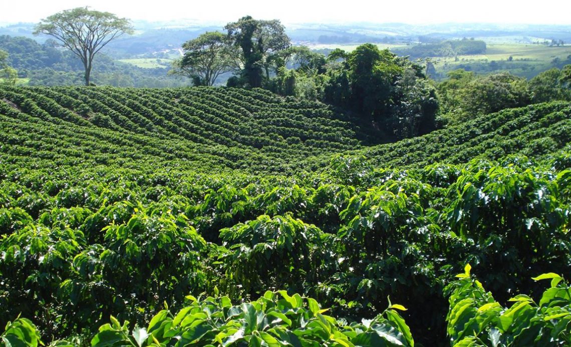 Cafezal nas montanhas de Minas