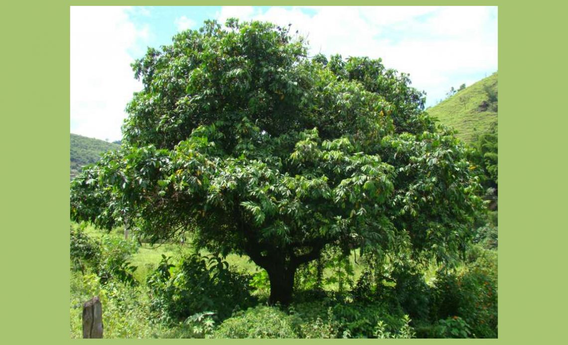 Carrapeta (Guarea guidonia)