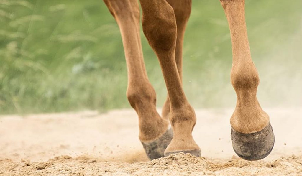 Cavalo no galope com detalhe para os cascos