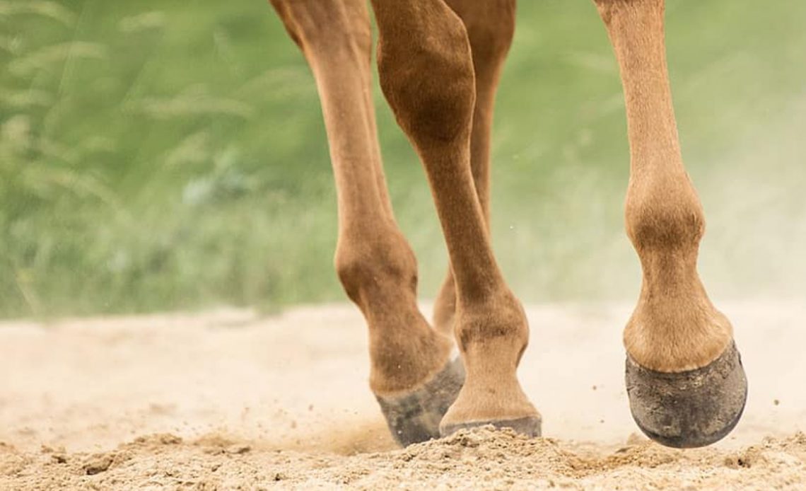 Cavalo no galope com detalhe para os cascos