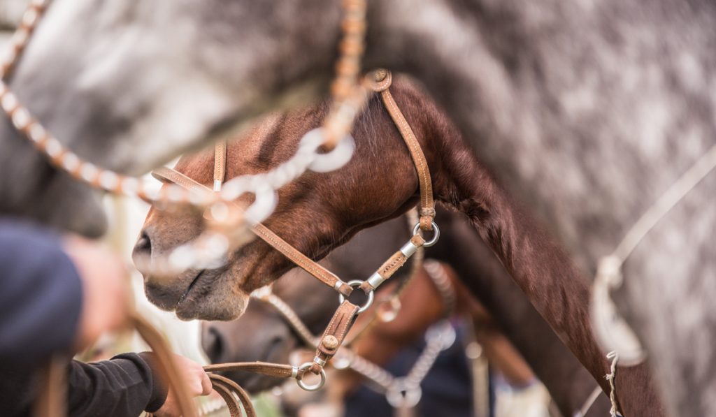 Ginetes segurando nas rédeas os seus cavalos crioulos