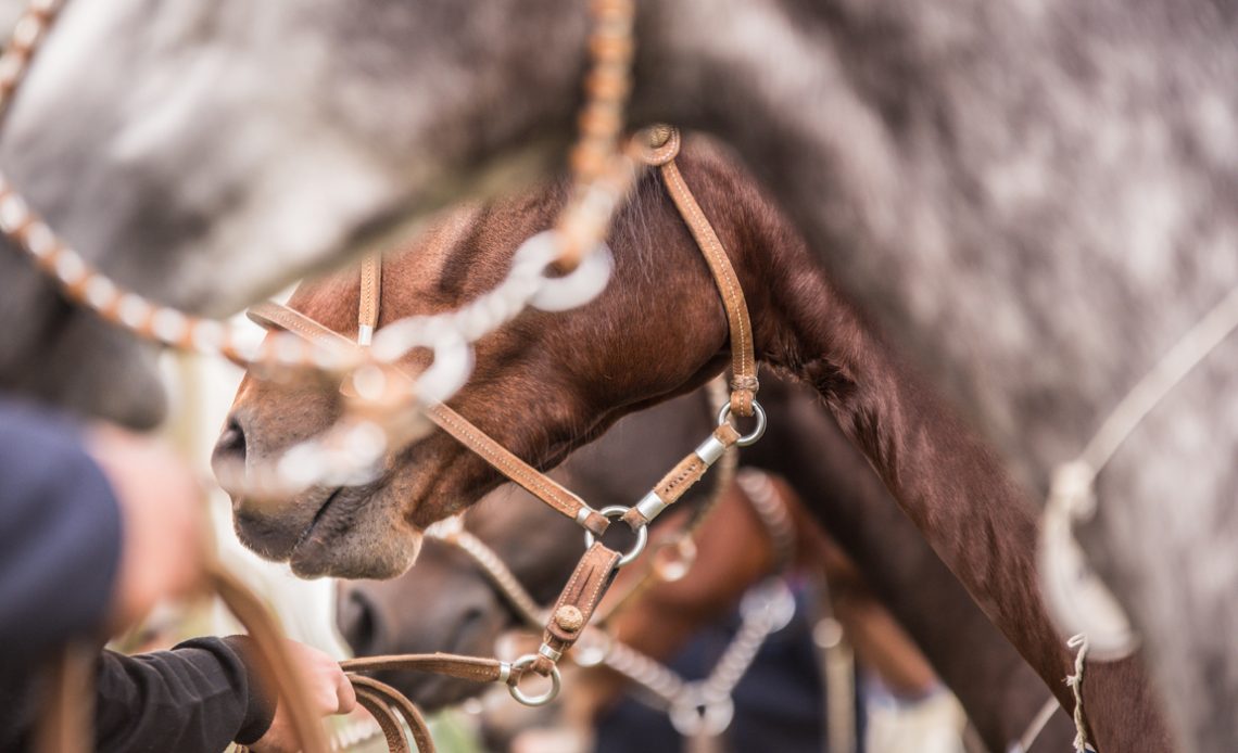 Ginetes segurando nas rédeas os seus cavalos crioulos