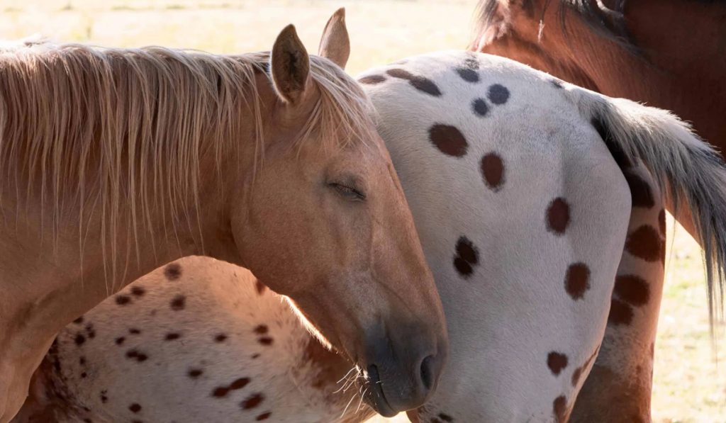 Cavalo dormindo em pé