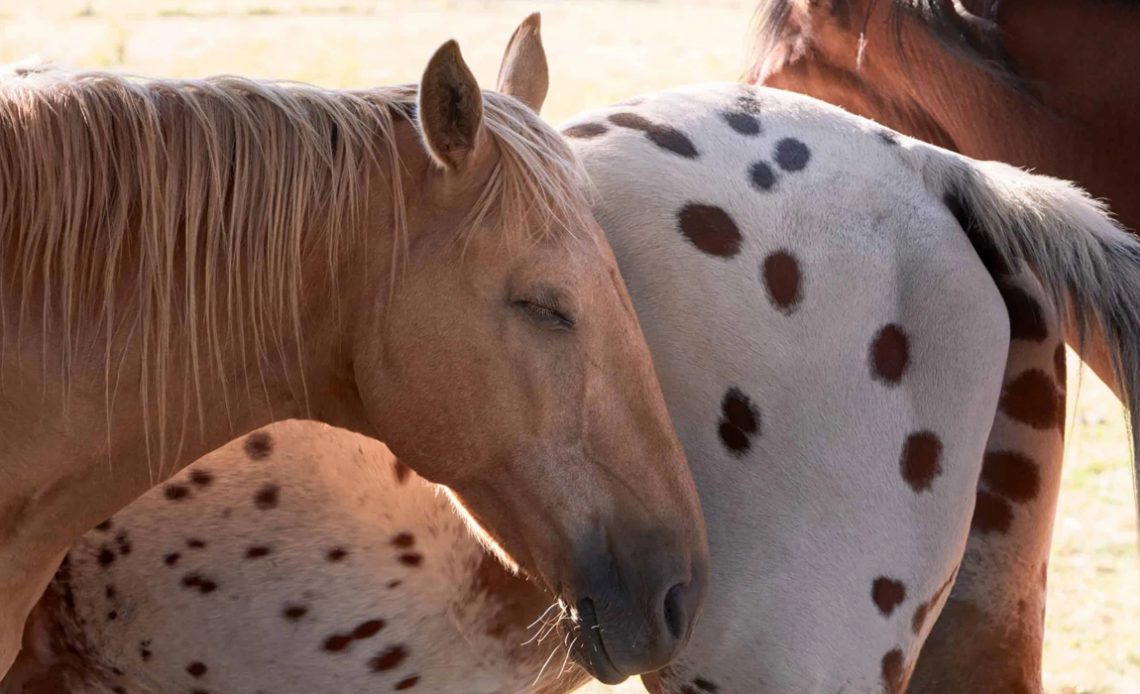 Cavalo dormindo em pé