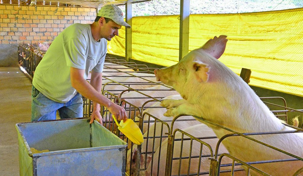 Suinocultor alimentando os animais na granja