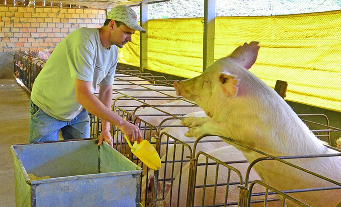 Suinocultor alimentando os animais na granja