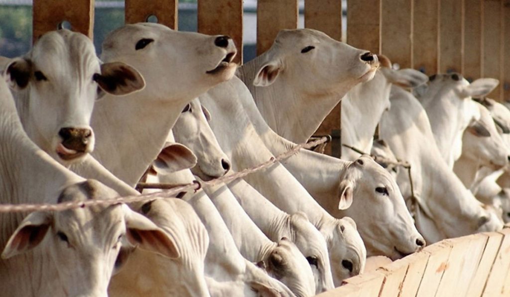 Animais que recebem dietas ricas em grãos têm melhor conversão alimentar em comparação aos bovinos alimentados com maior porcentagem de volumoso