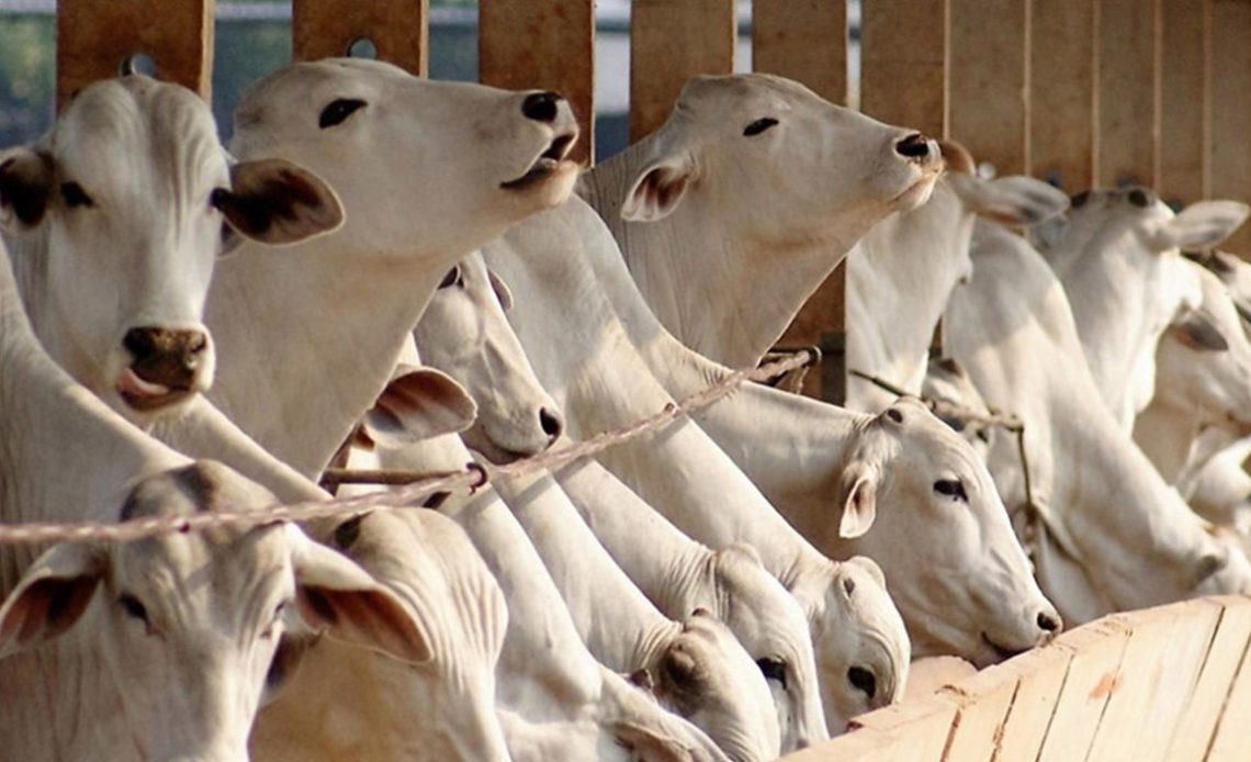 Animais que recebem dietas ricas em grãos têm melhor conversão alimentar em comparação aos bovinos alimentados com maior porcentagem de volumoso