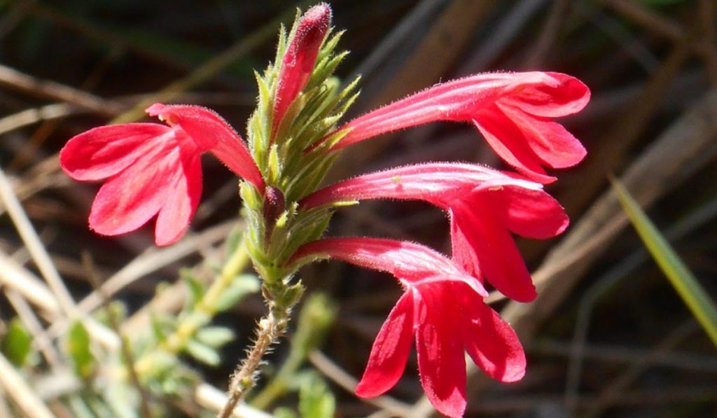 Justicia lanstyakii (Achantaceae), espécie hiperacumuladora de níquel