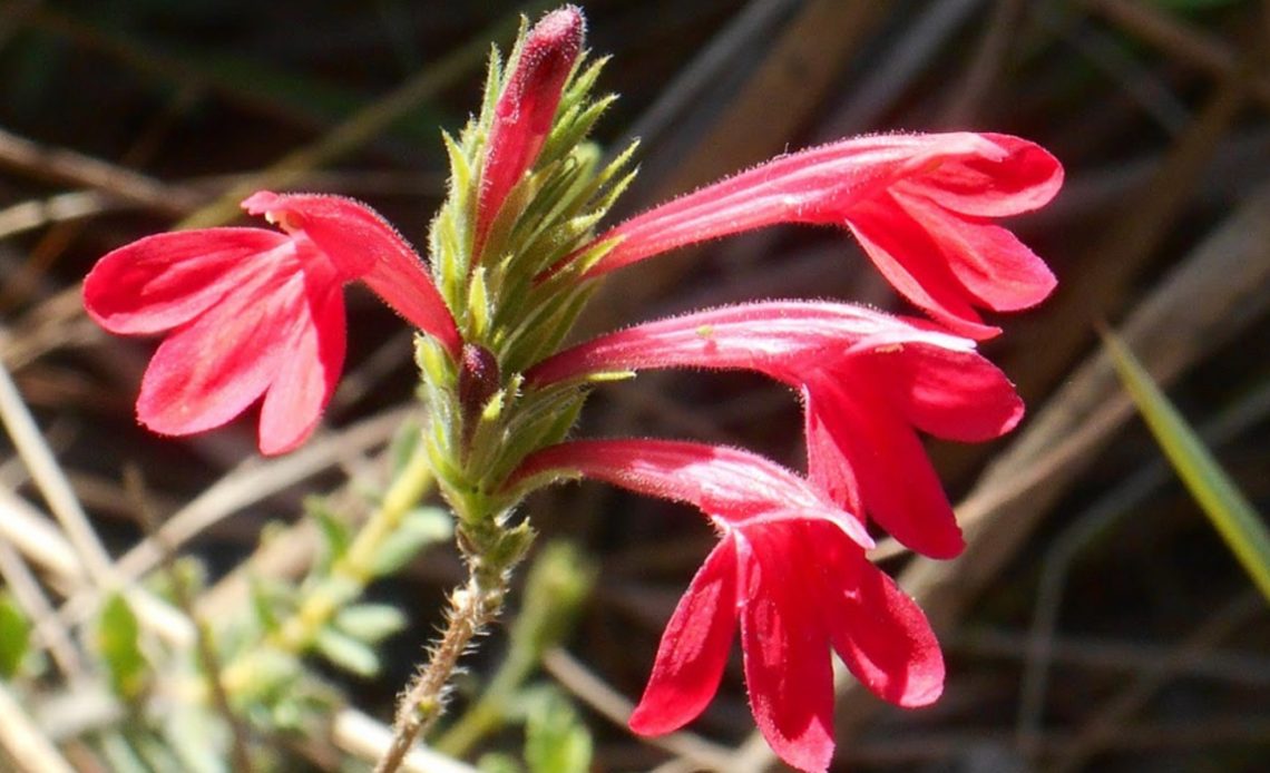 Justicia lanstyakii (Achantaceae), espécie hiperacumuladora de níquel