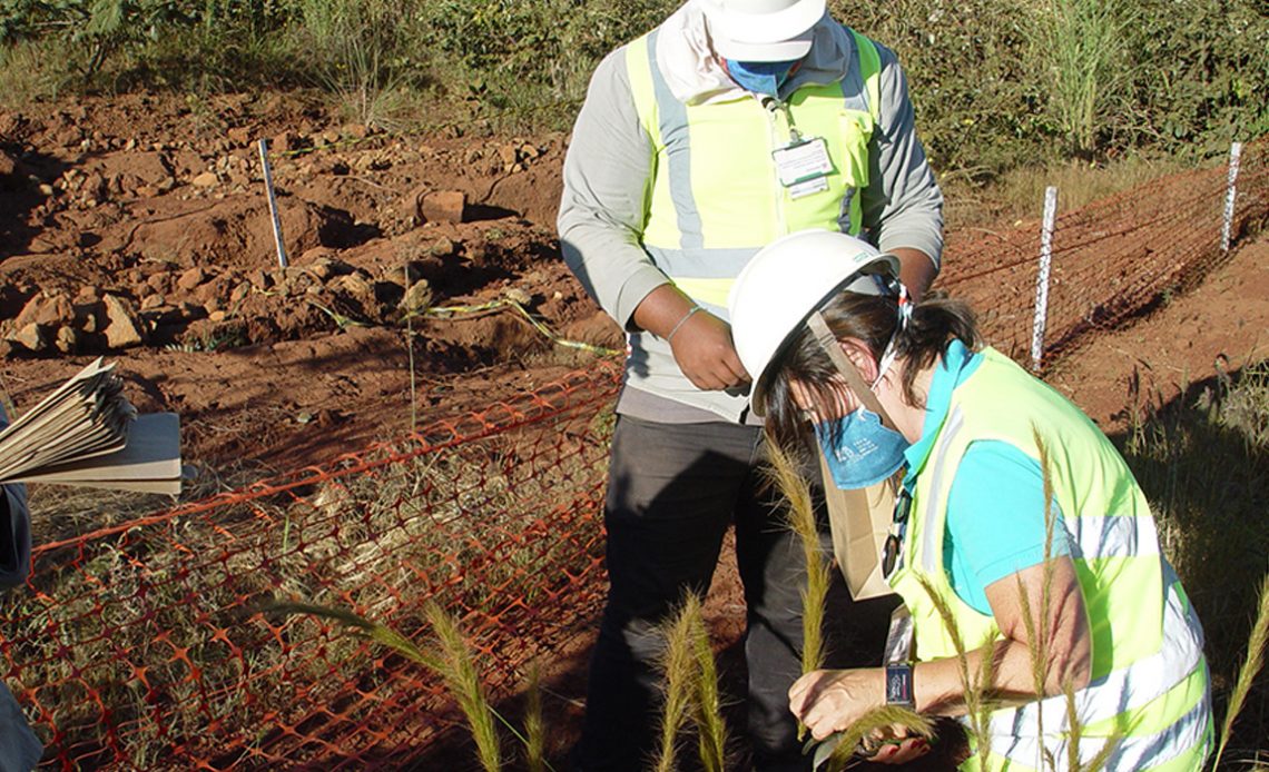 Avaliação de experimento de gramíneas nativas - Foto: Cícero Pereira