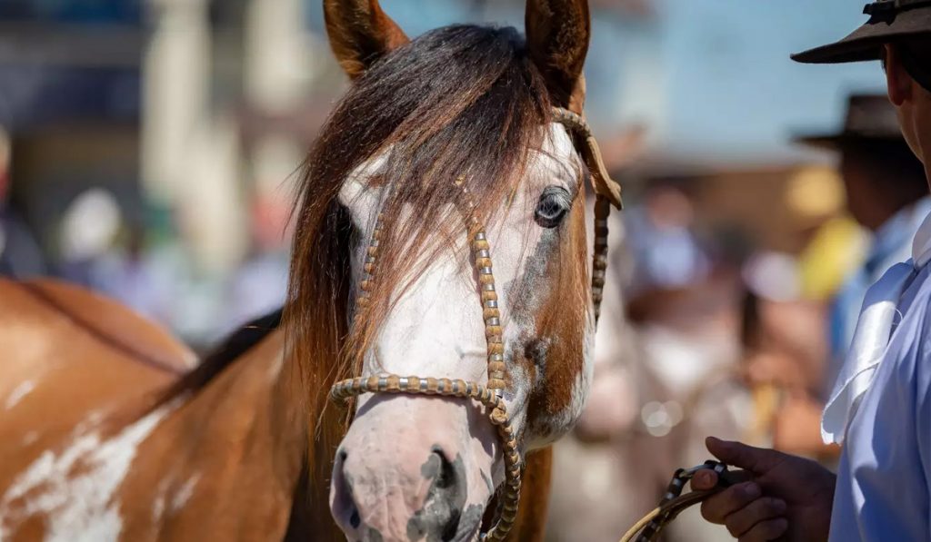 Cavalo Crioulo - Mancha Crioula 2021