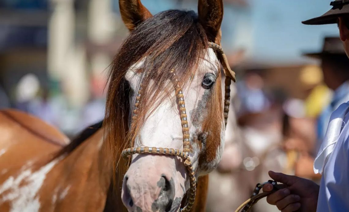 Cavalo Crioulo - Mancha Crioula 2021