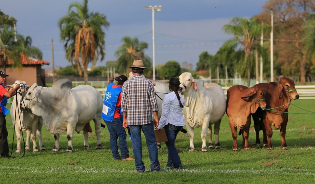 Julgamento em pista da raça Brahman - Foto: ACBB