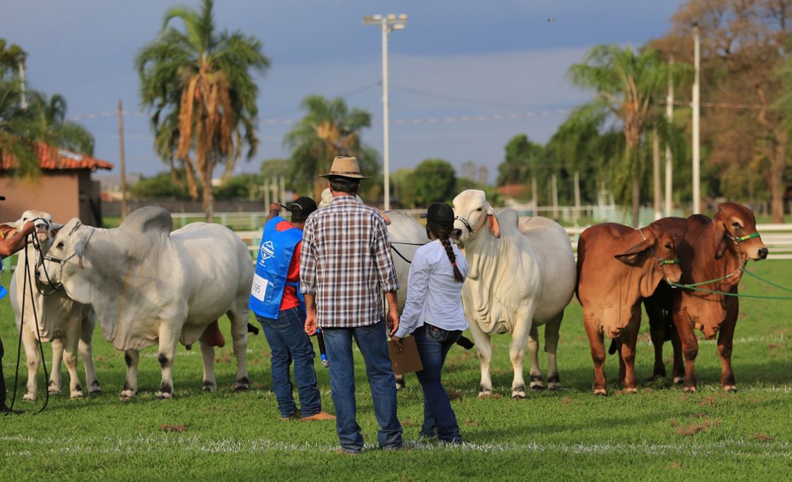 Julgamento em pista da raça Brahman - Foto: ACBB